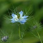 Nigelle de Damas