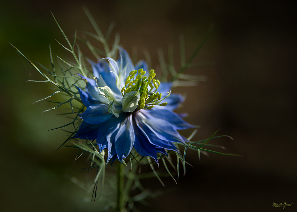 Nigelle de Damas