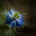 Nigelle de Damas