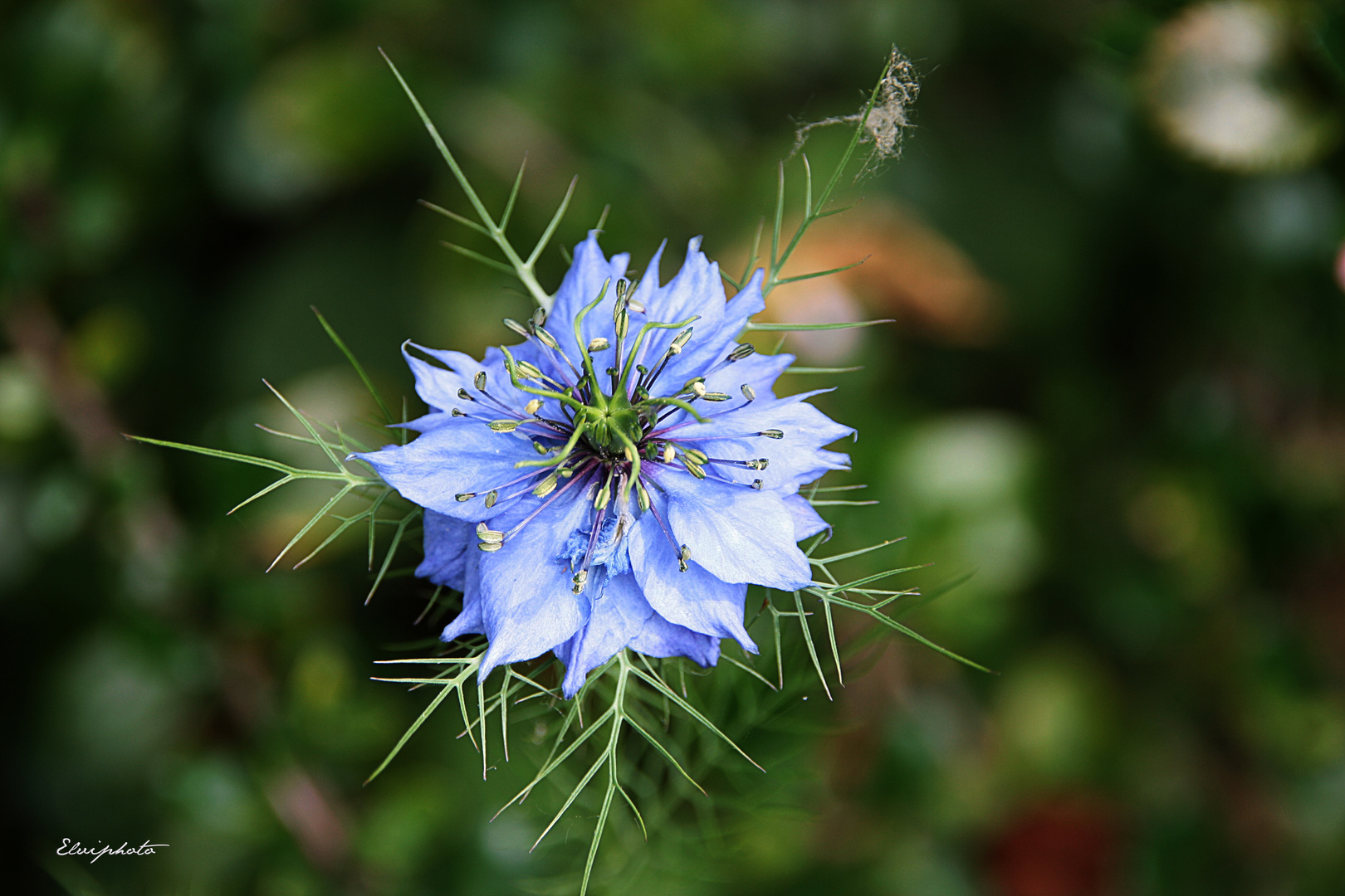 Nigelle de Damas 