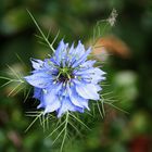 Nigelle de Damas 