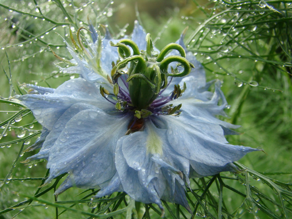 Nigelle de Damas