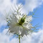 nigelle de damas