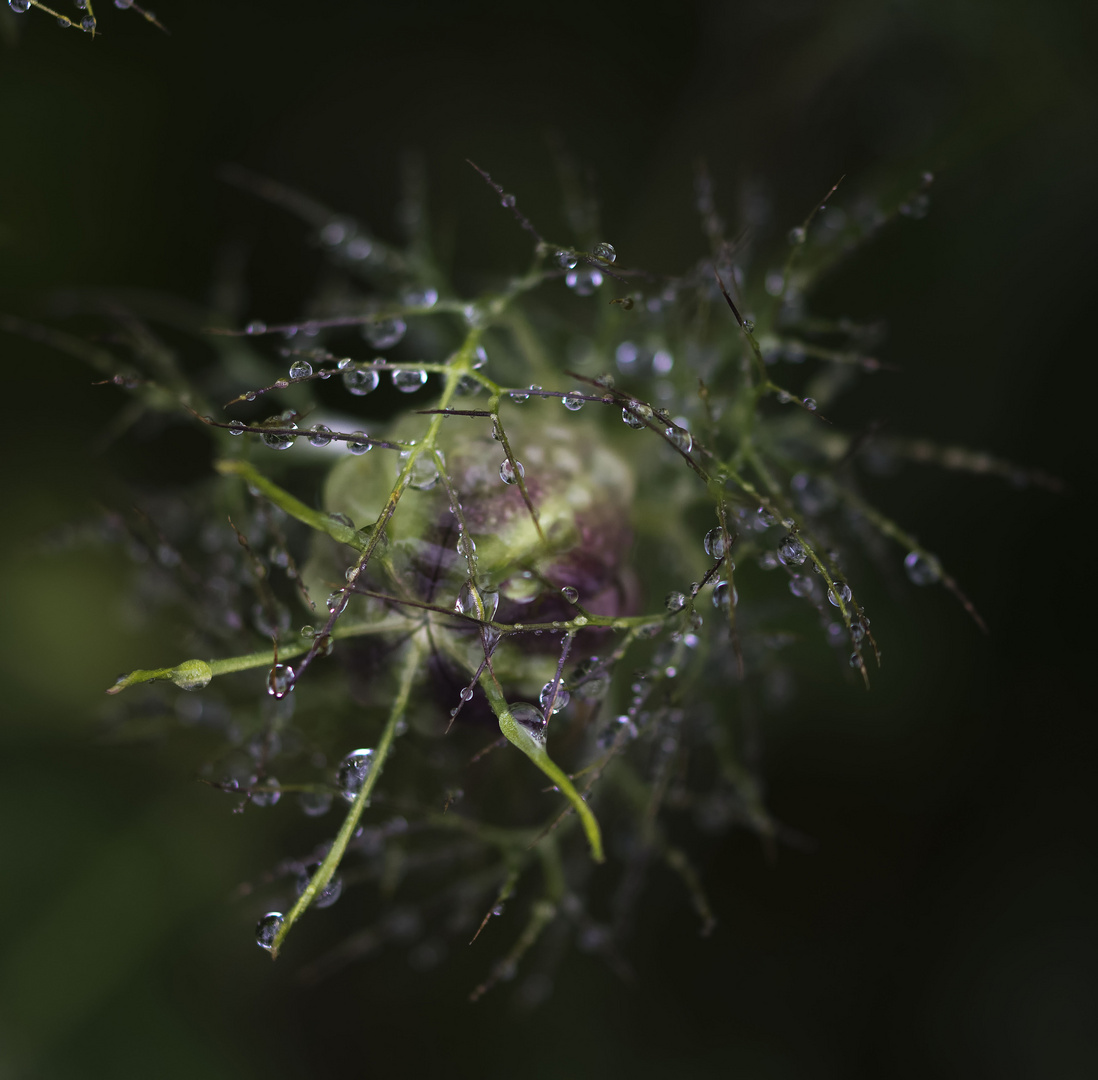 nigelle de damas