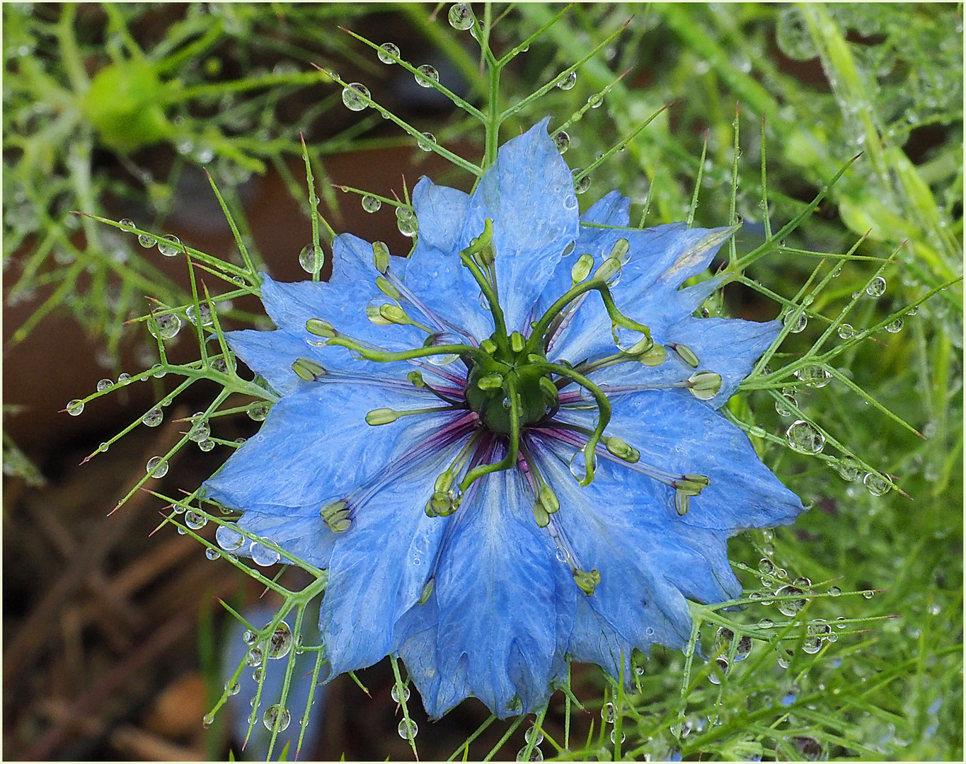 Nigelle de Damas après la pluie