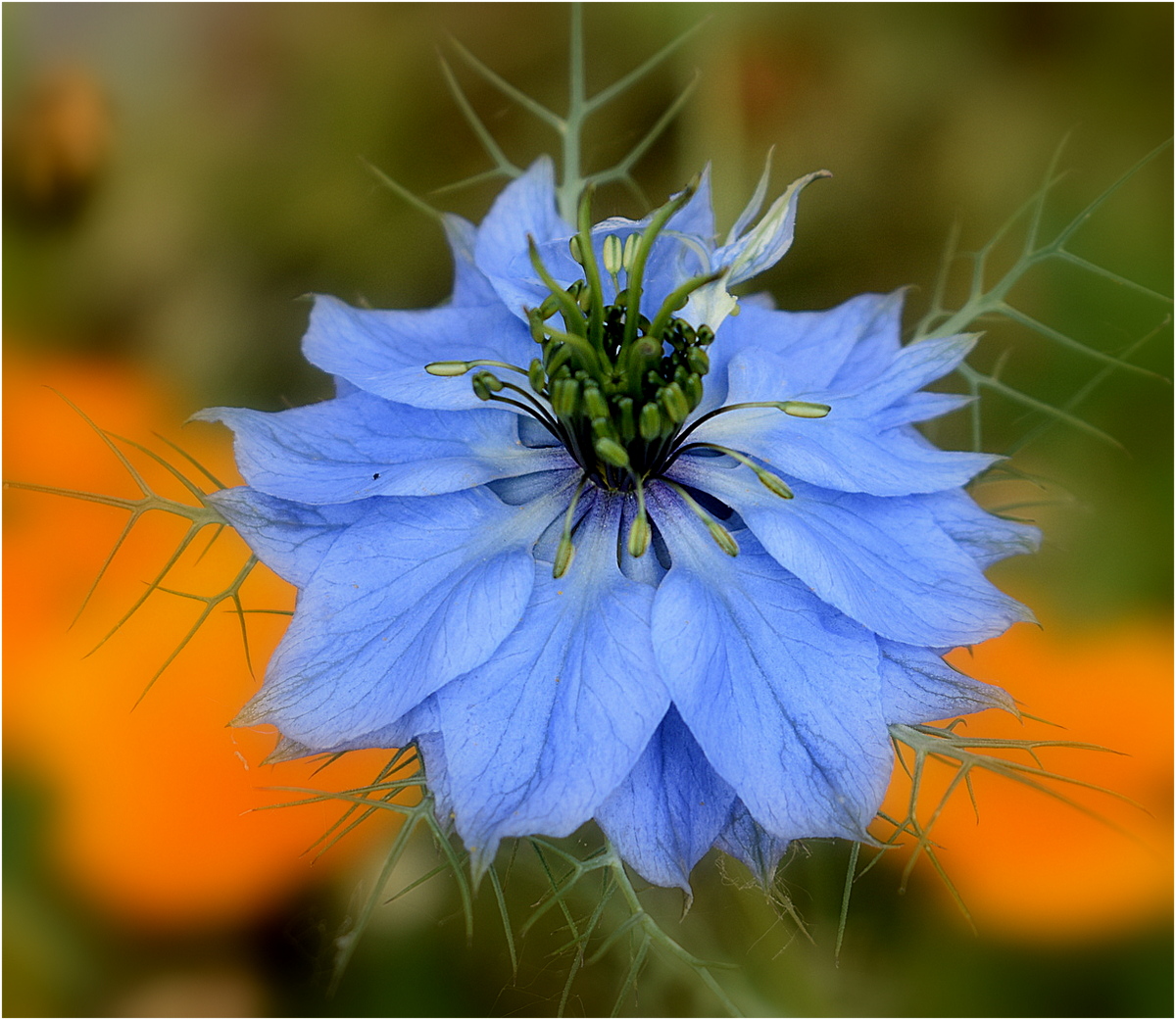 nigelle de damas