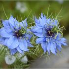 nigelle de damas