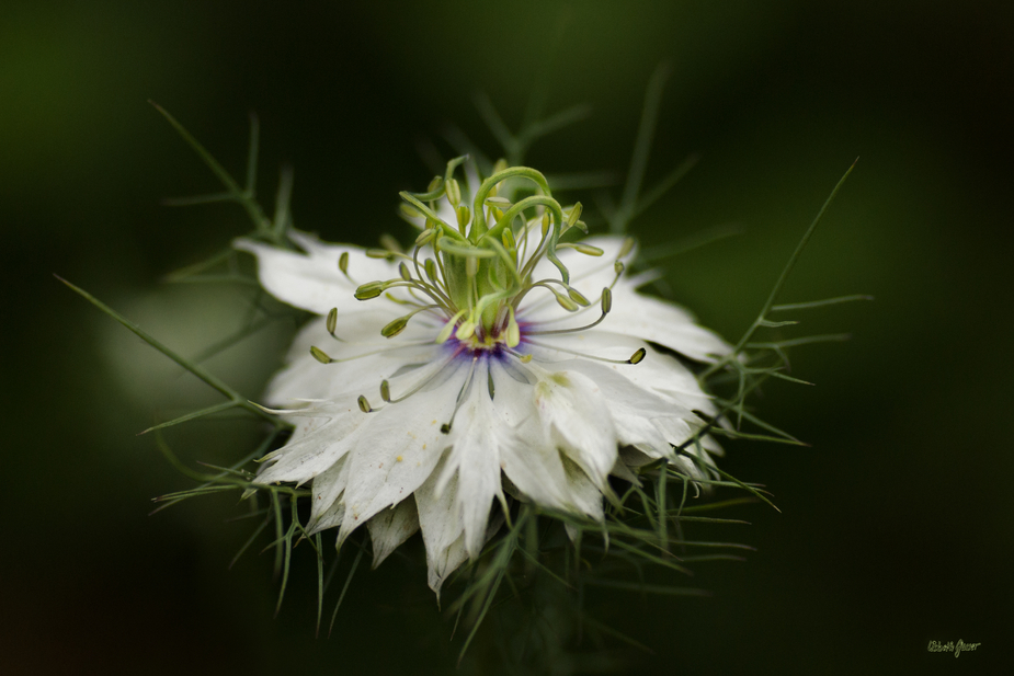 Nigelle de Damas