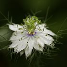 Nigelle de Damas