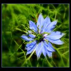 nigelle de damas