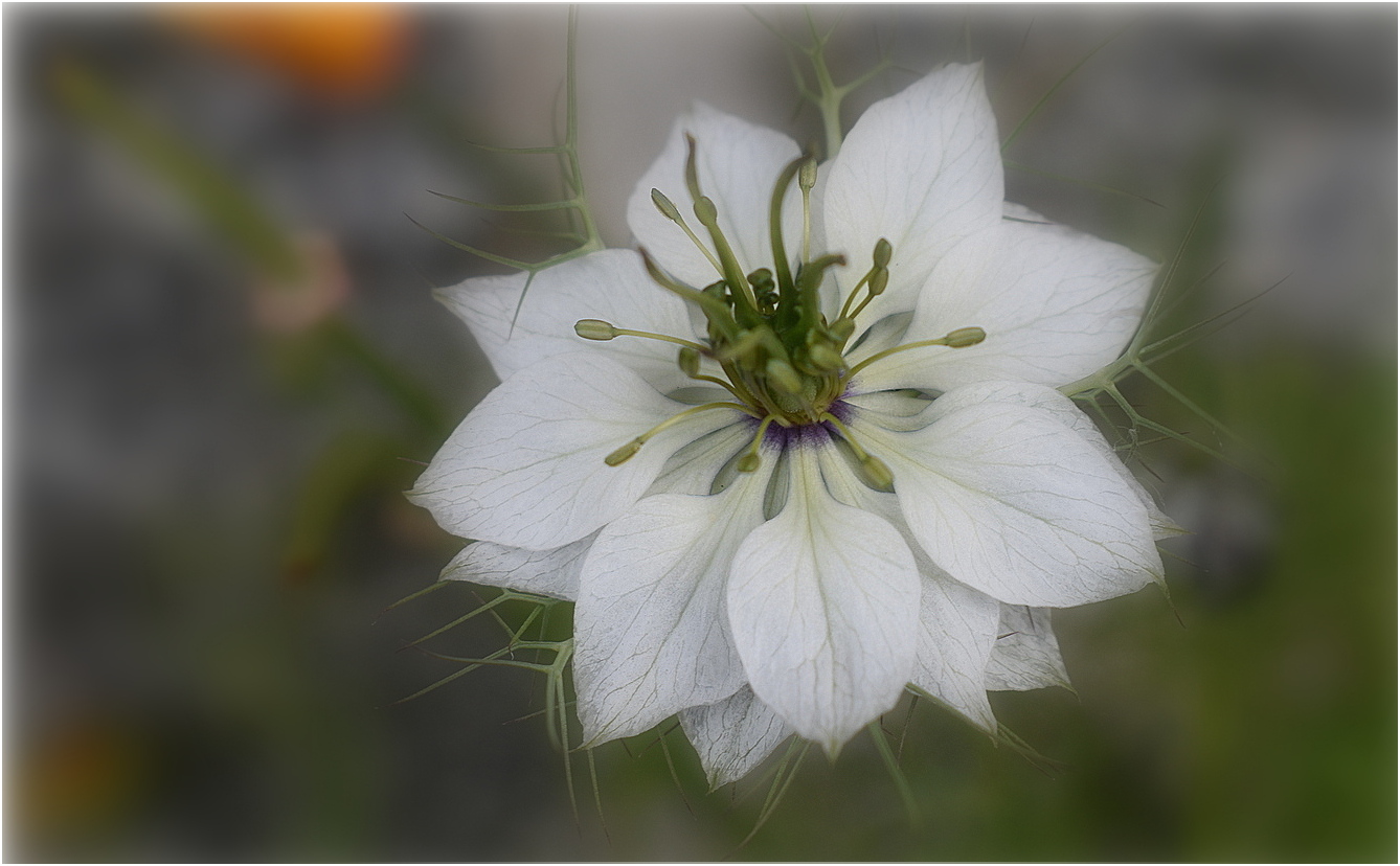 nigelle de damas