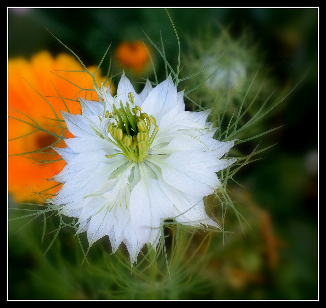 nigelle de damas