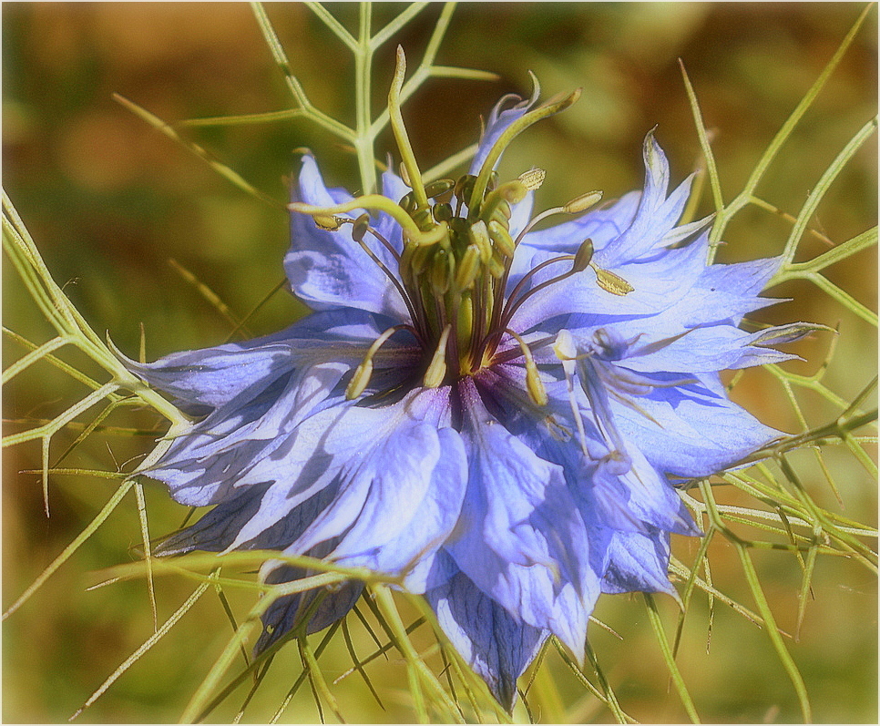 nigelle de damas