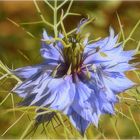 nigelle de damas