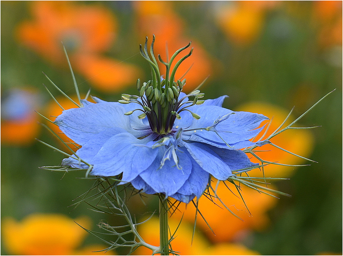 nigelle de damas