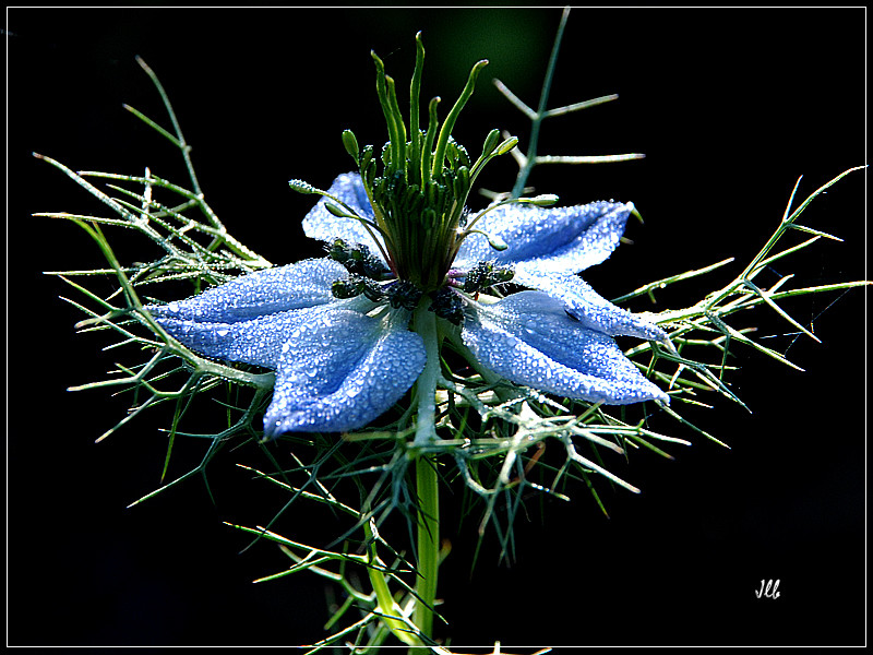 nigelle de Damas