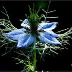 nigelle de Damas