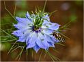 Nigelle de Damas (Nigella damascena) avec visiteur von Uwe Vollmann