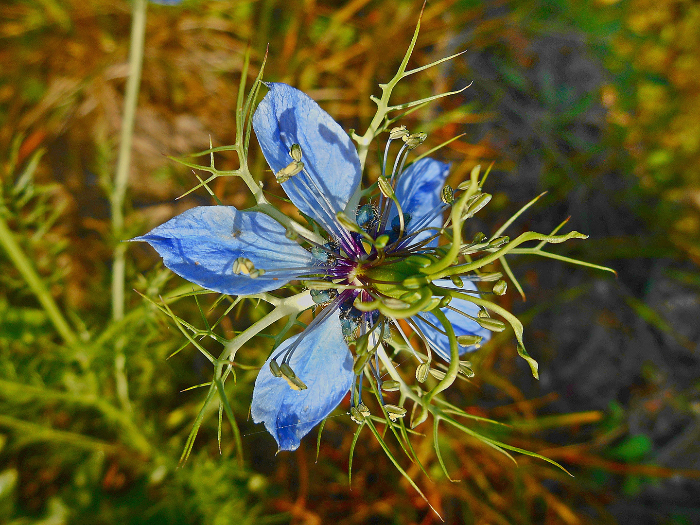 Nigelle de Damas (Nigella damascena)