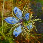 Nigelle de Damas (Nigella damascena)