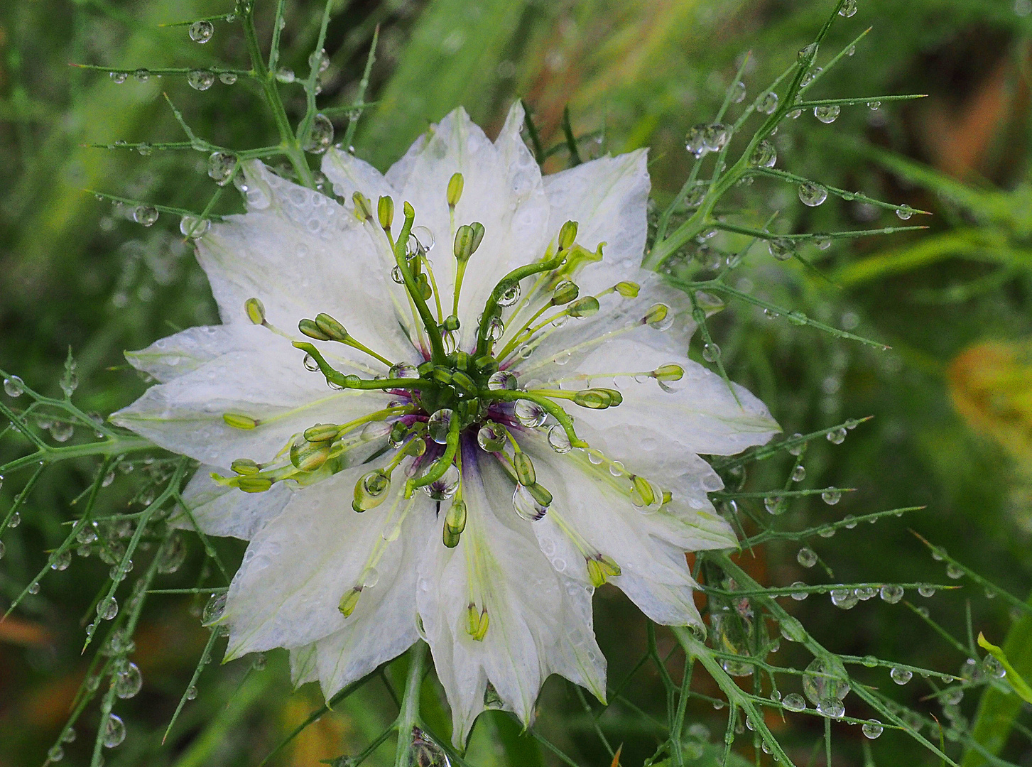 Nigelle de Damas sous la pluie