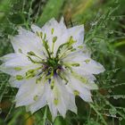 Nigelle de Damas sous la pluie