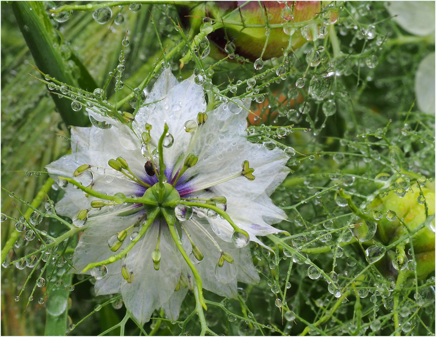 Nigelle de Damas sous la pluie