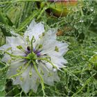 Nigelle de Damas sous la pluie