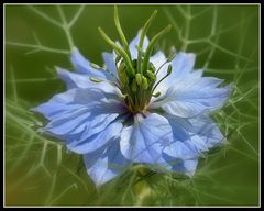 nigelle du damas