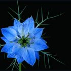 Nigelle du jardin revisitée - Nigella damascena Blume des Gartens