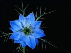 Nigelle du jardin revisitée - Nigella damascena Blume des Gartens