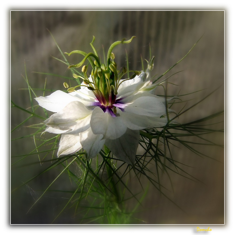 Nigelle: la blanche