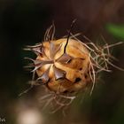 Nigelle sèche