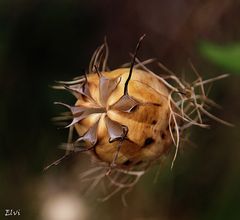 Nigelle sèche