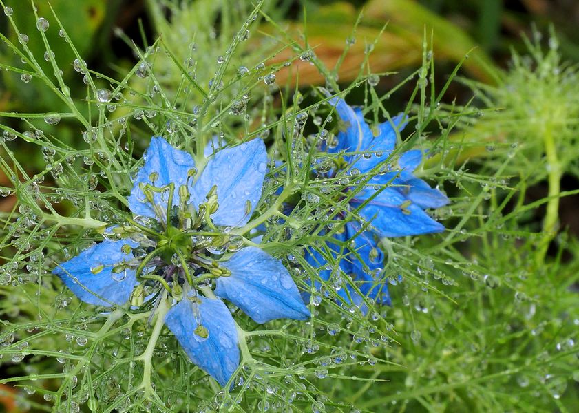 Nigelles de Damas sous la pluie