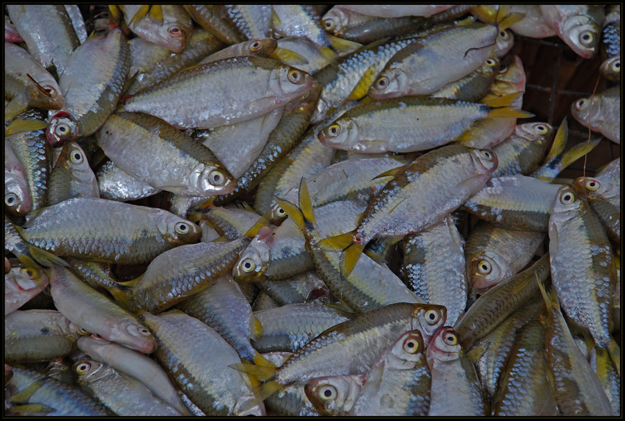 Nigerfische