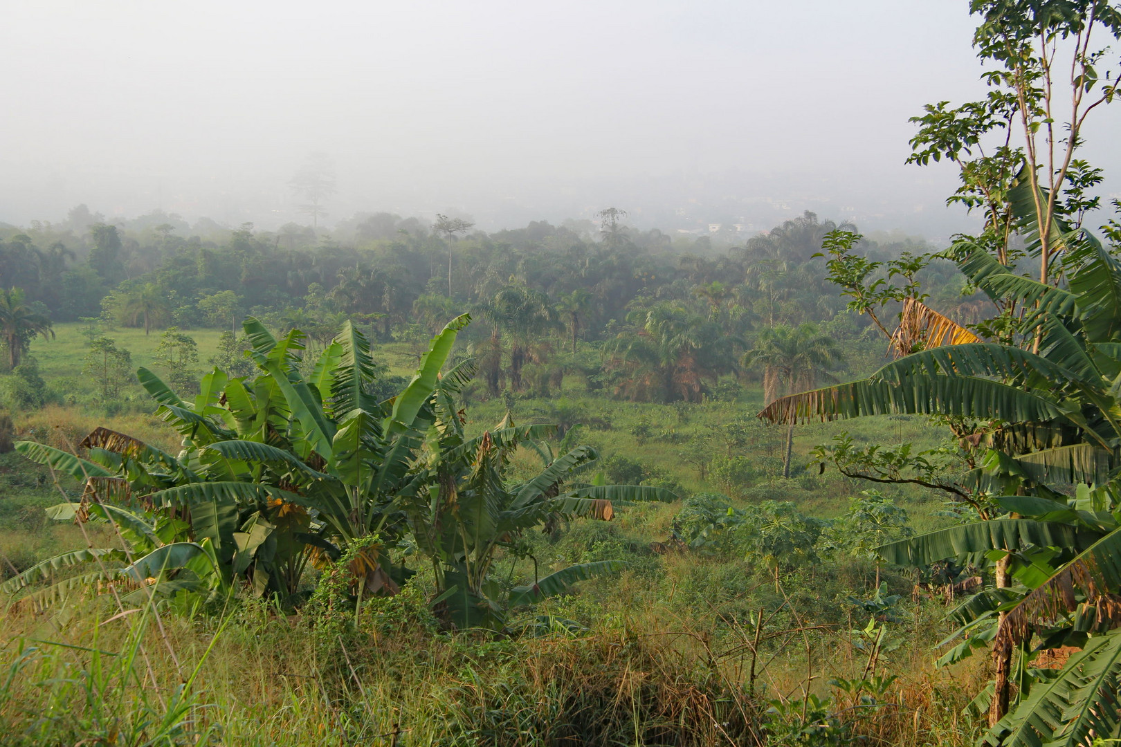 Nigeria / at the edges of  Benin City