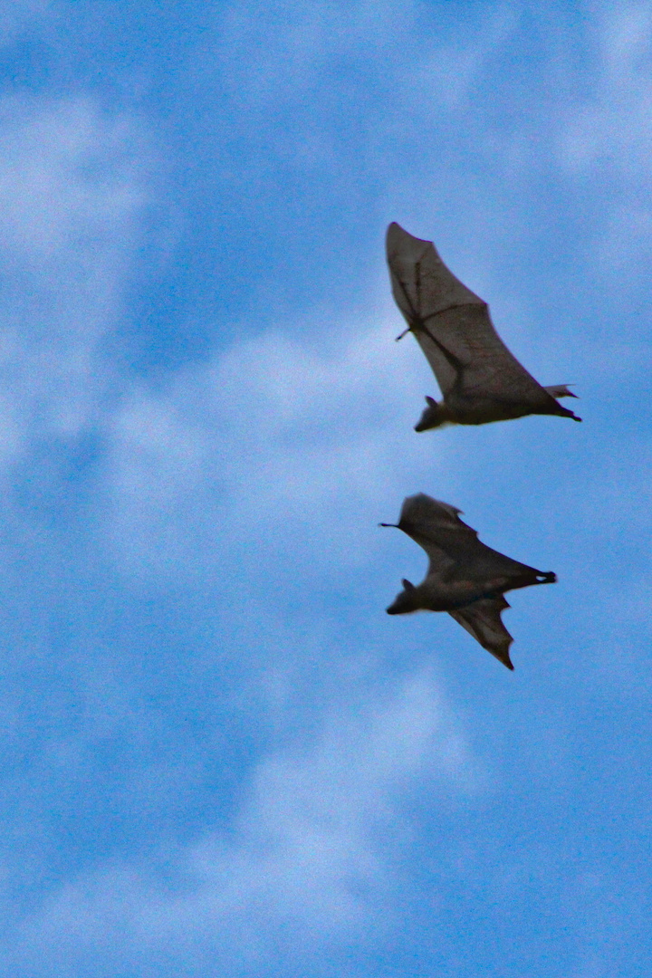 Nigeria / bats around Benin City