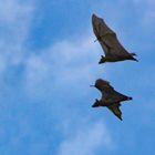 Nigeria / bats around Benin City