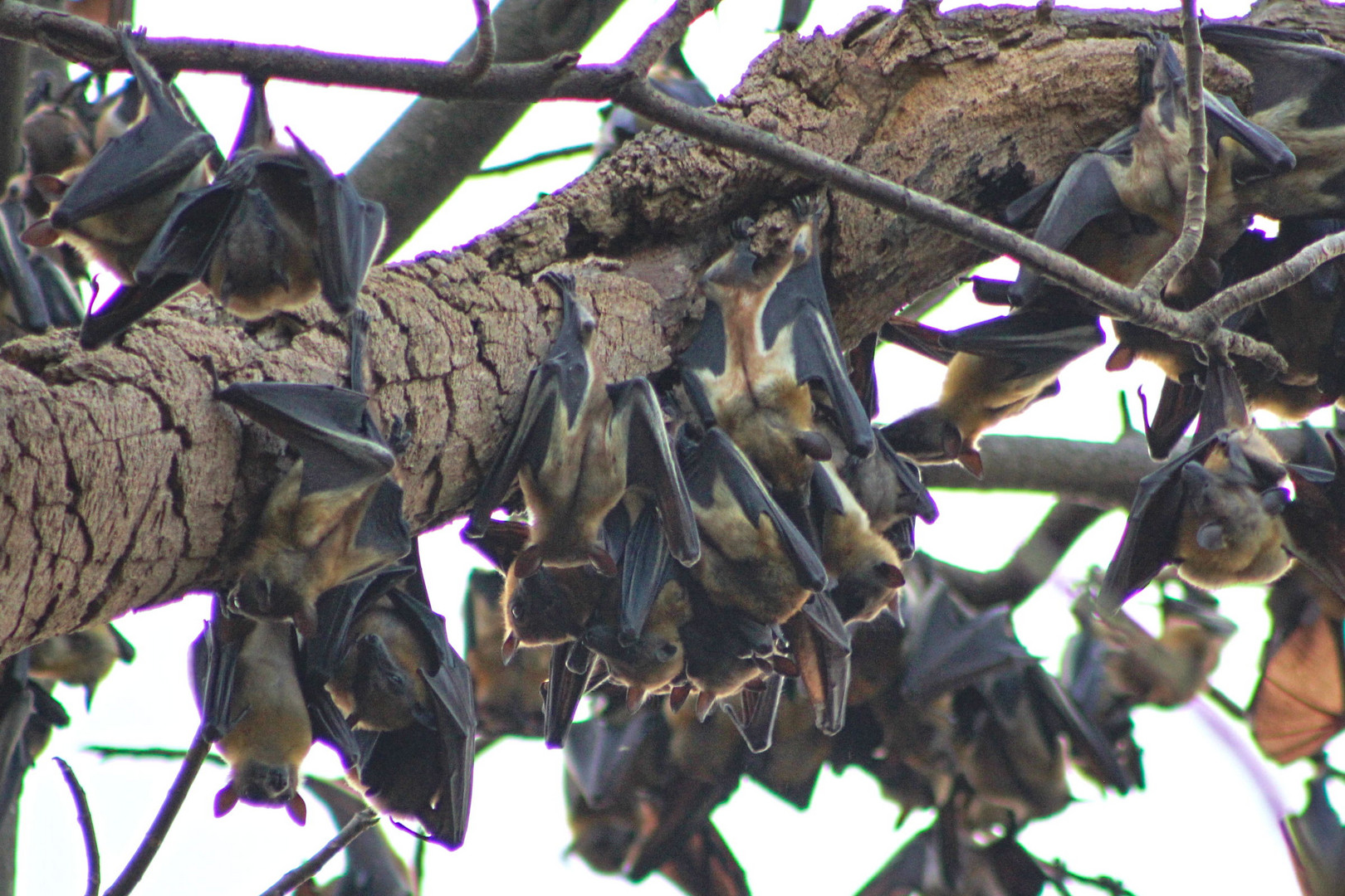 Nigeria / bats around Benin City