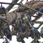 Nigeria / bats around Benin City
