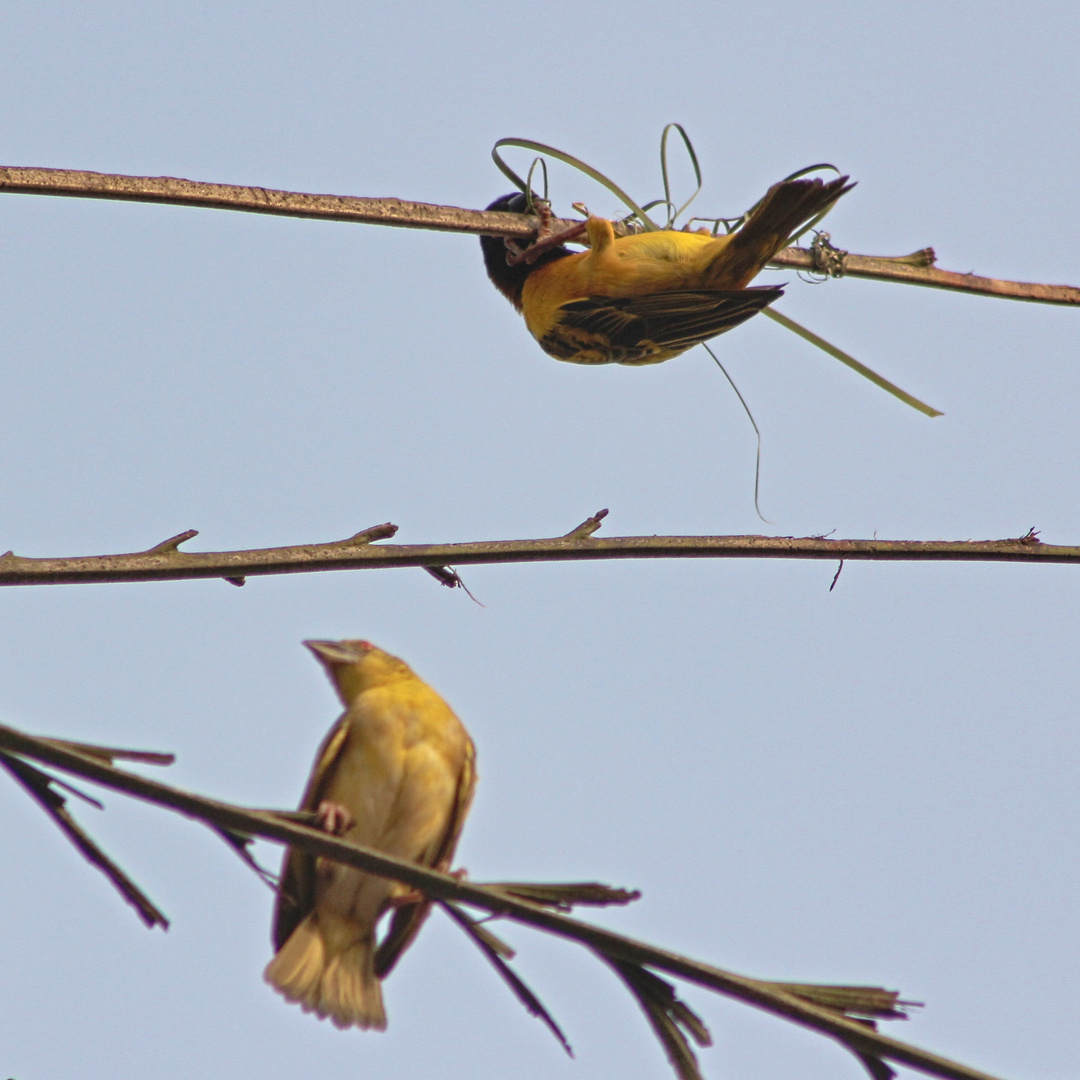 Nigeria / Benin City, weaver birds at work