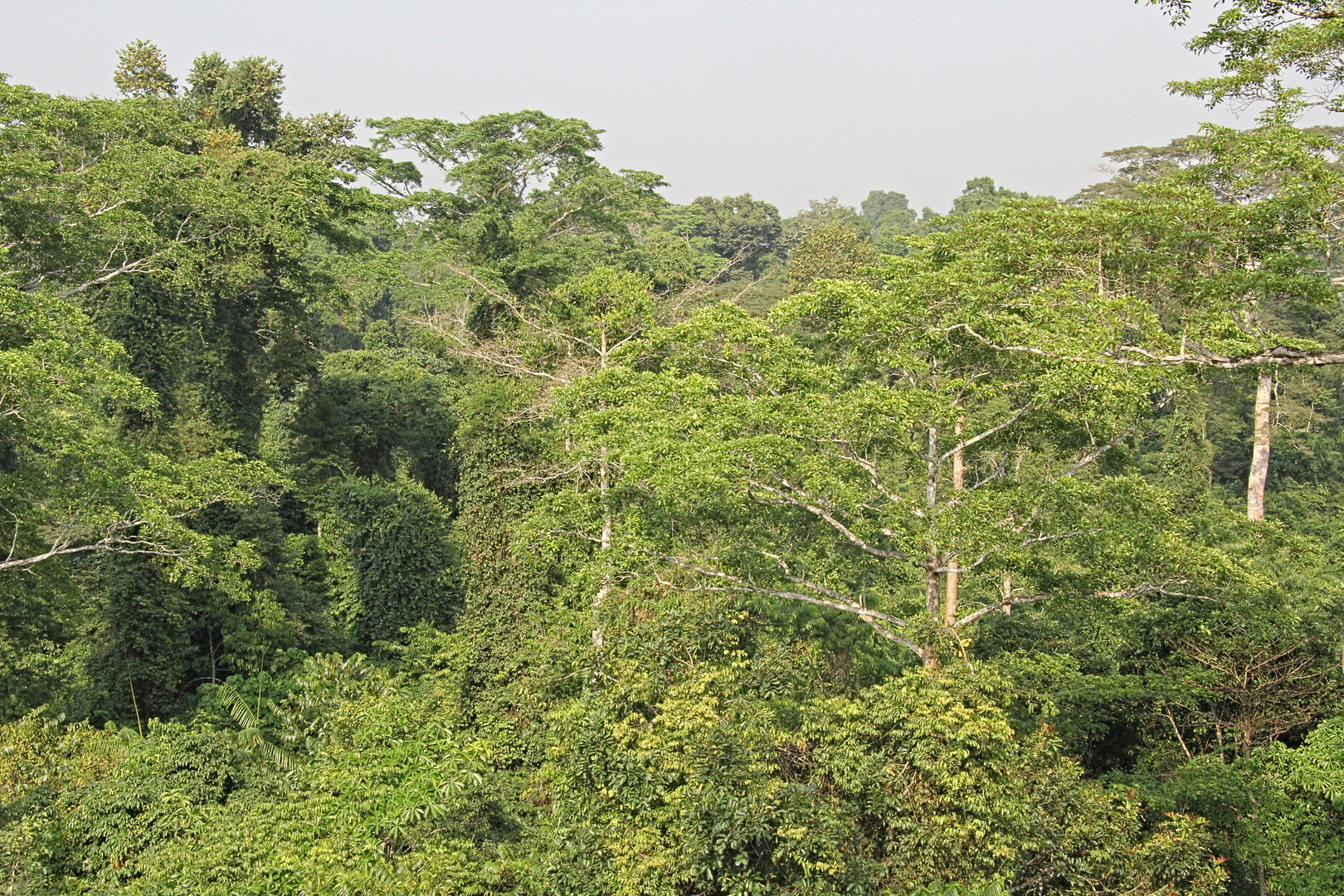 Nigeria / next to Benin City in the bushes