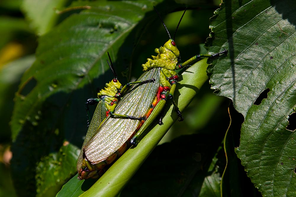 Nigerian Grasspoppers