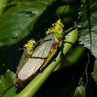 Nigerian Grasspoppers