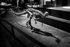 Night at the museum