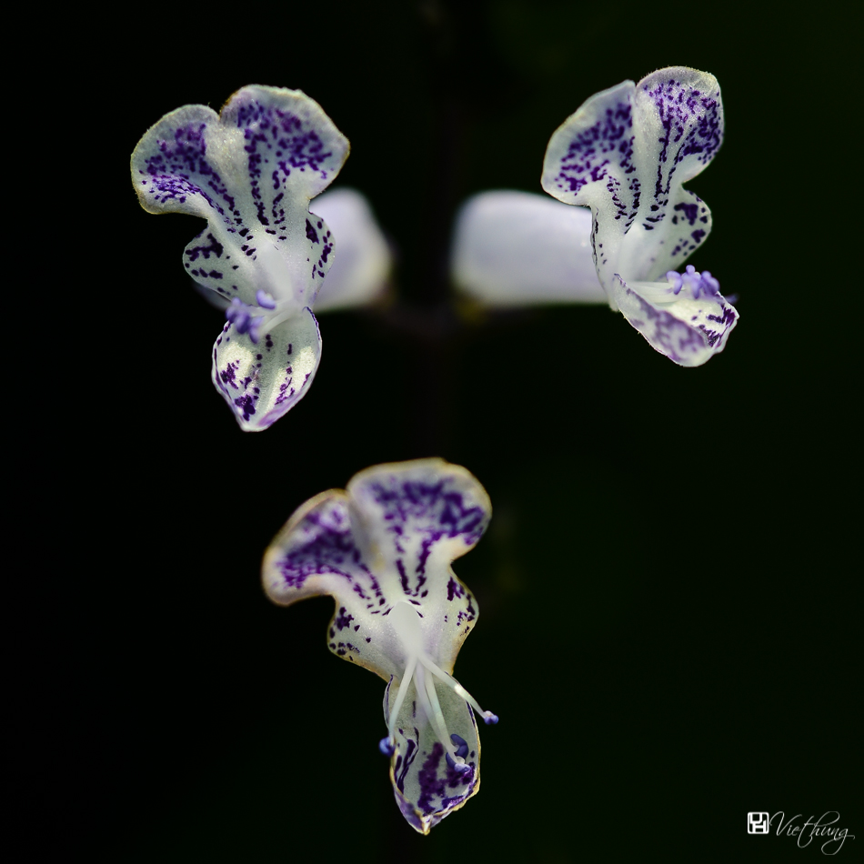 Night butterflies