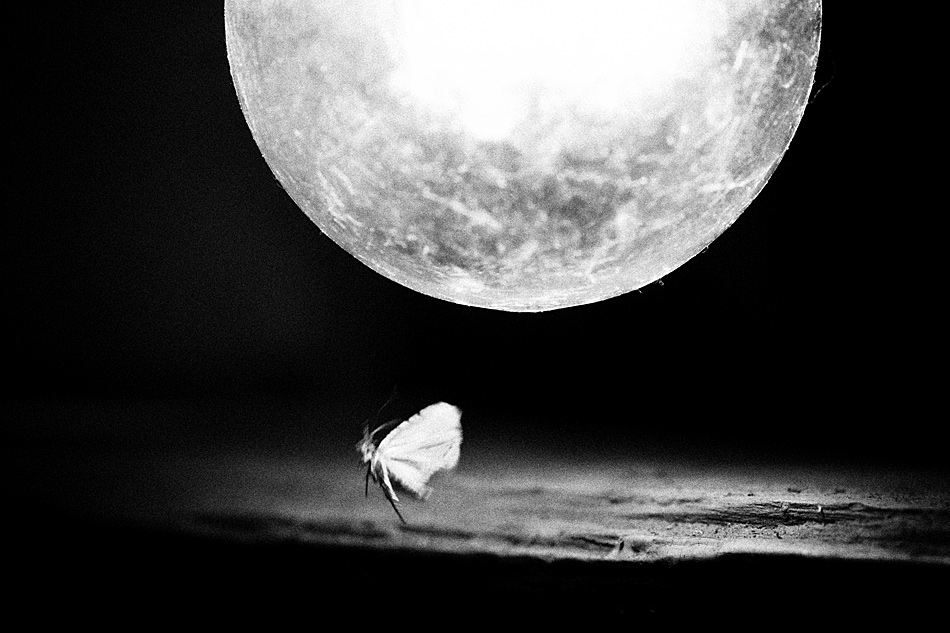 Night butterfly under the lamp