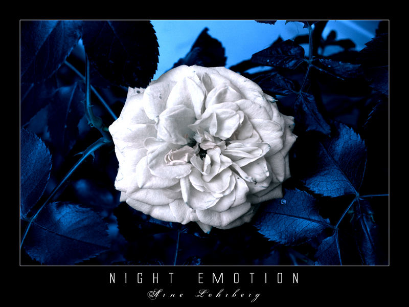 Night Emotion