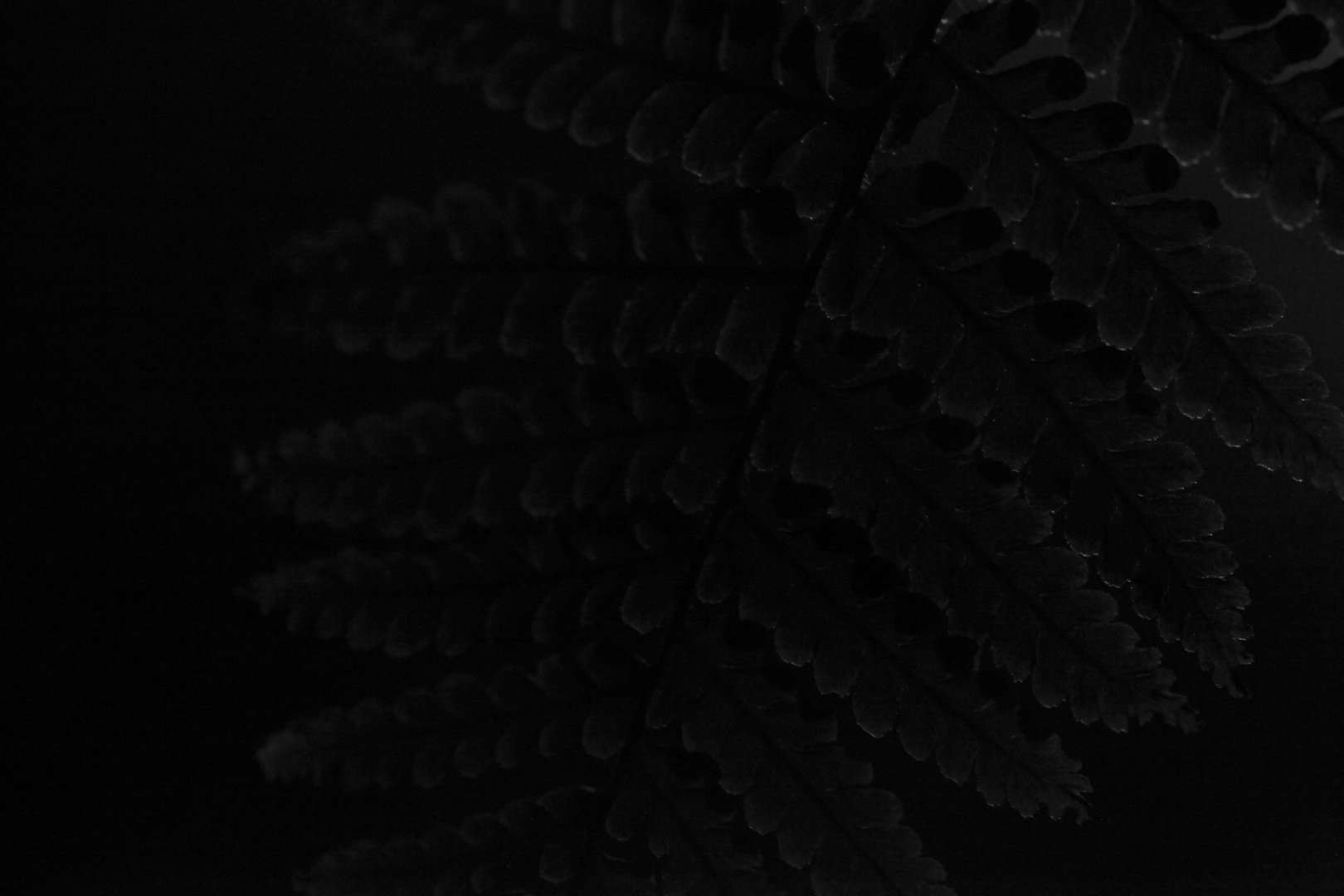 Night fern - 1